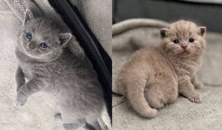 Bkh Kitten
