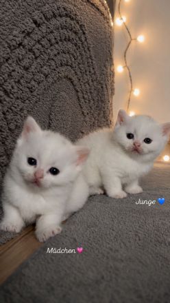 Britisch kurzhaar kitten