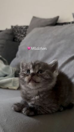 Britisch kurzhaar kitten