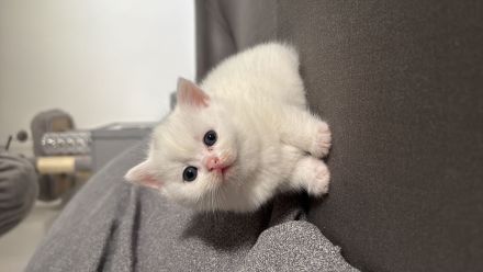 Britisch kurzhaar kitten