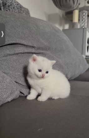 Britisch kurzhaar kitten