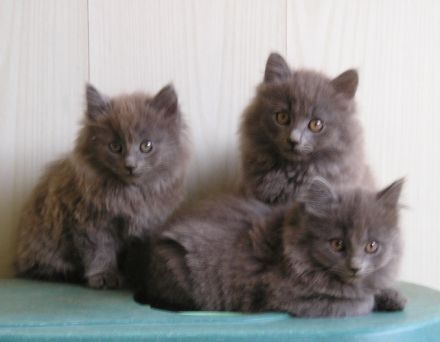 Katzenbabys Nebelung x Russisch Blau Kitten