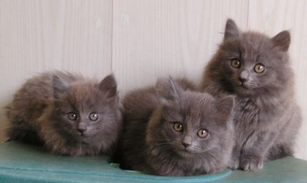 Katzenbabys Nebelung x Russisch Blau Kitten