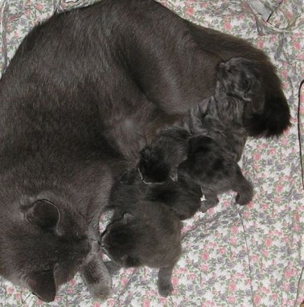 Katzenbabys Nebelung x Russisch Blau Kitten