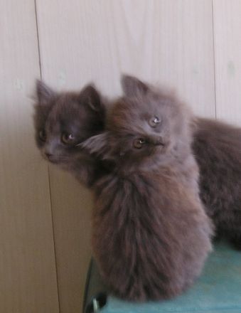 Katzenbabys Nebelung x Russisch Blau Kitten