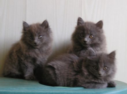 Katzenbabys Nebelung x Russisch Blau Kitten