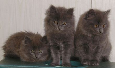 Katzenbabys Nebelung x Russisch Blau Kitten