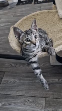 Wunderschöner verschmuster Bengal-Siam Mix