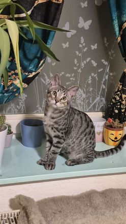 Wunderschöner verschmuster Bengal-Siam Mix