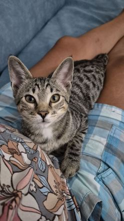 Wunderschöner verschmuster Bengal-Siam Mix