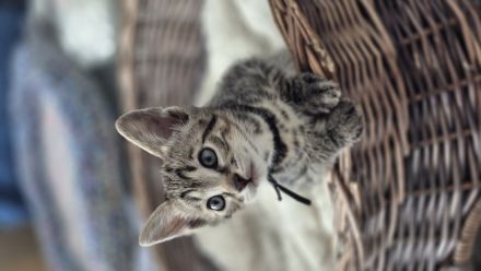 Wunderschöne Bengal-Siam Mix