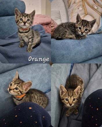 Wunderschöne Bengal-Siam Mix