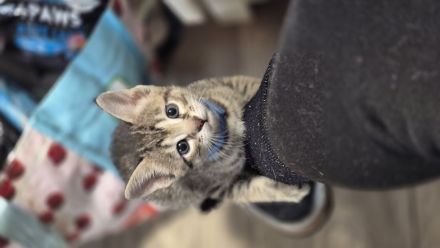 Wunderschöne Bengal-Siam Mix