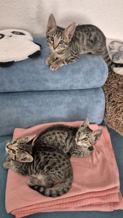 Wunderschöne Bengal-Siam Mix