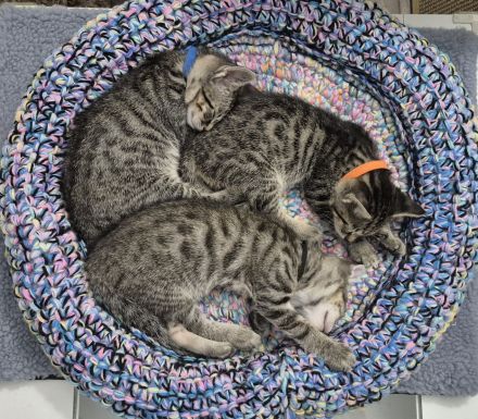 Wunderschöne Bengal-Siam Mix