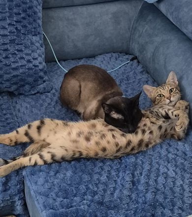 Wunderschöne Bengal-Siam Mix