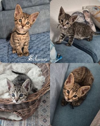 Wunderschöne Bengal-Siam Mix