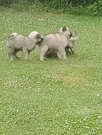 Wolfsspitz Welpen dürfen ausziehen