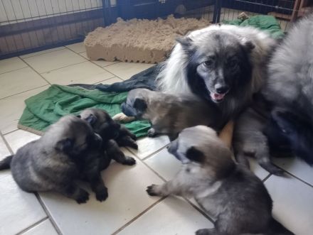 Wolfsspitz Welpen zu verkaufen Rüde verkauft