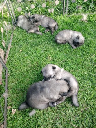 Wolfsspitz Welpen zu verkaufen Rüde verkauft