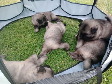 Wolfsspitz Welpen zu verkaufen Rüde verkauft
