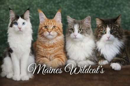 Maines Wildcat