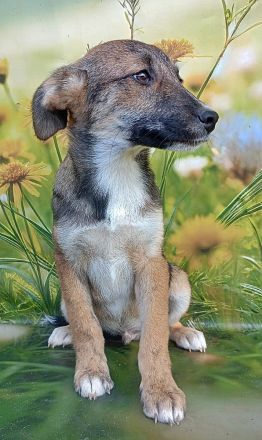 Lana, Hazel und Peanut, lieb und verspielt