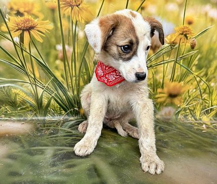 Lana, Hazel und Peanut, lieb und verspielt
