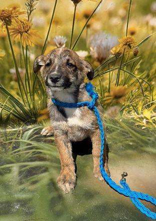 Lana, Hazel und Peanut, lieb und verspielt