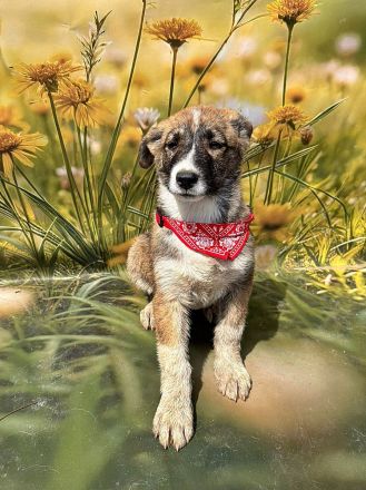 Lana, Hazel und Peanut, lieb und verspielt