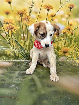 Lana, Hazel und Peanut, lieb und verspielt