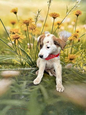 Lana, Hazel und Peanut, lieb und verspielt