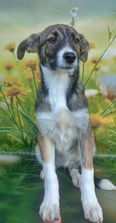 Lana, Hazel und Peanut, lieb und verspielt