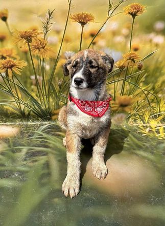 Lana, Hazel und Peanut, lieb und verspielt