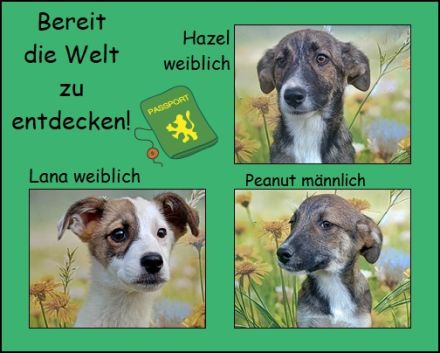 Lana, Hazel und Peanut, lieb und verspielt