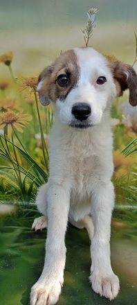 Lana, Hazel und Peanut, lieb und verspielt
