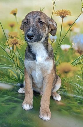 Lana, Hazel und Peanut, lieb und verspielt