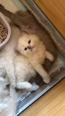 Ragdollkitten