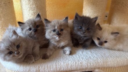 Ragdollkitten