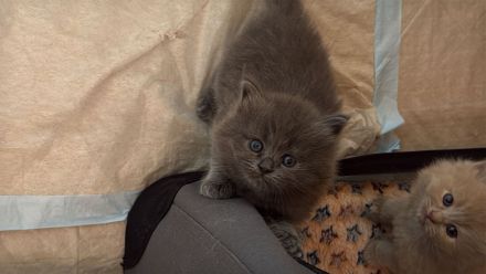 Ragdollkitten