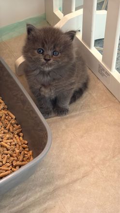 Ragdollkitten