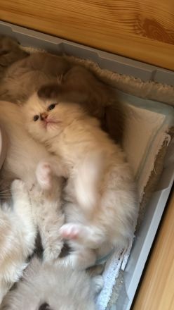 Ragdollkitten