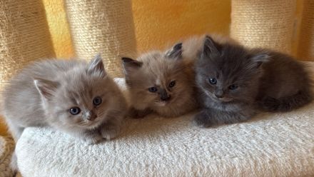 Ragdollkitten