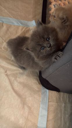 Ragdollkitten