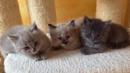 Ragdollkitten