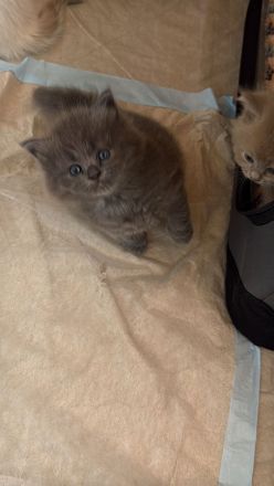 Ragdollkitten