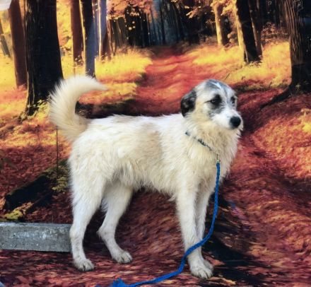 Ares, super nett und freundlich