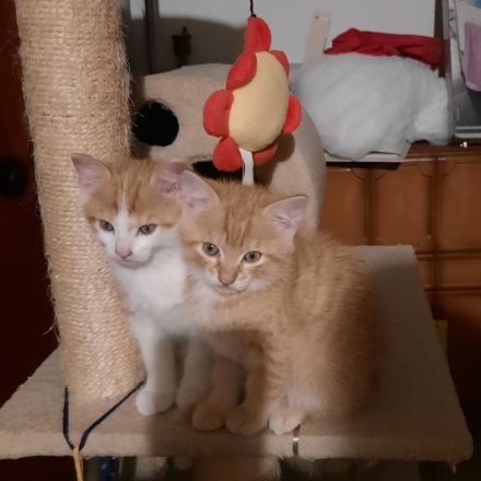 Kitten in liebevolle Hände abzugeben