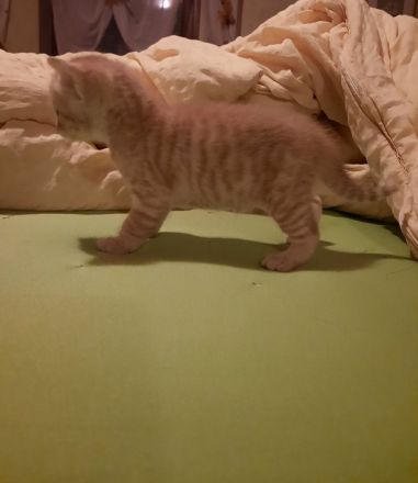Kitten in liebevolle Hände abzugeben