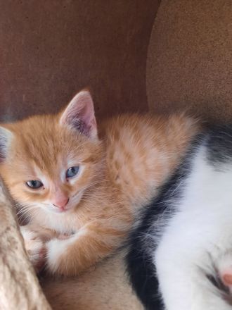 Kitten in liebevolle Hände abzugeben